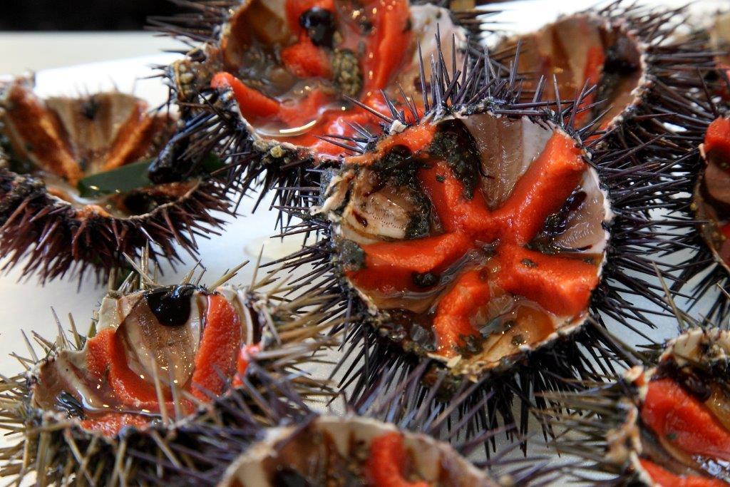 Alghero, bracconieri del mare sotto accusa: spariti i ricci dalle aree costiere 