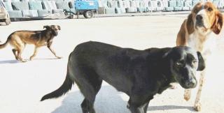 Cani a rischio in una zona di S. Vincenzo