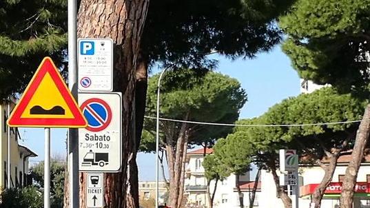 La rivolta del viale dei Tigli per l’asfalto rovinato dalle radici