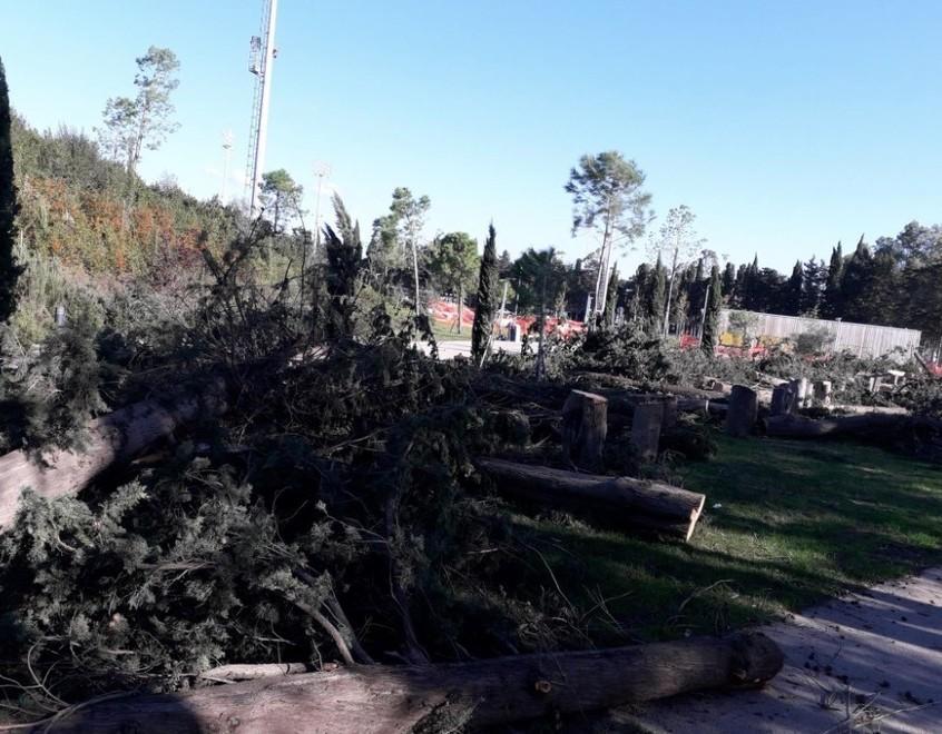 Abbattuti i cipressi al Parco centrale: scoppia la polemica, il Comune spiega 