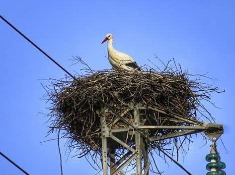 Nel nido sul traliccio dell’Enel è tornata la cicogna bianca