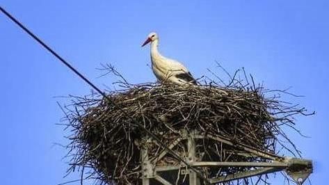 Nel nido sul traliccio dell’Enel è tornata la cicogna bianca