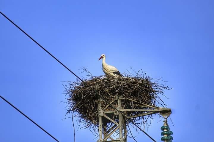 Chilivani, la cicogna bianca di nuovo a casa sul traliccio dell'Enel