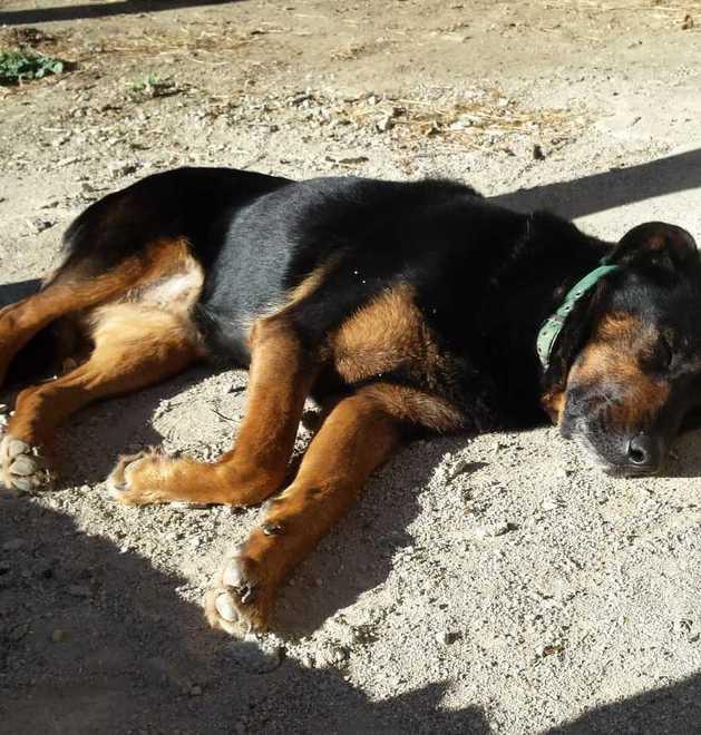 Polinago. Un altro cane sbranato Il branco fa paura e si avvicina alle case 