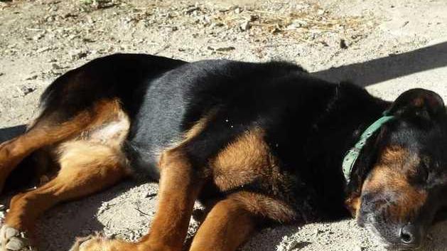 Polinago. Un altro cane sbranato Il branco fa paura e si avvicina alle case