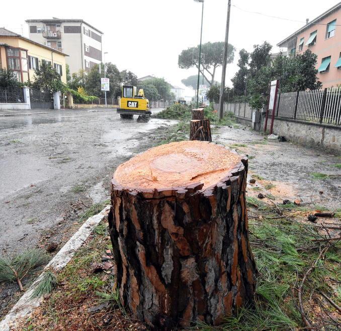 I pini tagliati in viale Telamonio (foto Agenzia Bf)