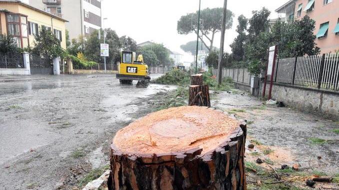 I pini tagliati in viale Telamonio (foto Agenzia Bf)