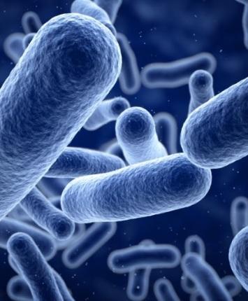Due pazienti operati al Salus Hospital morti per infezione da batterio “Chimera” 