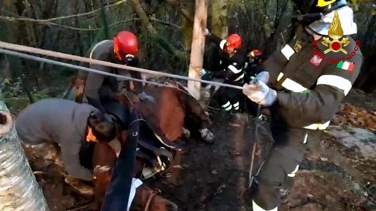 Cinque ore di intervento dei vigili del fuoco per alzare una cavalla sfinita