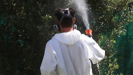 West Nile, niente studio sul vaccino Il ministero: misure per ora sufficienti