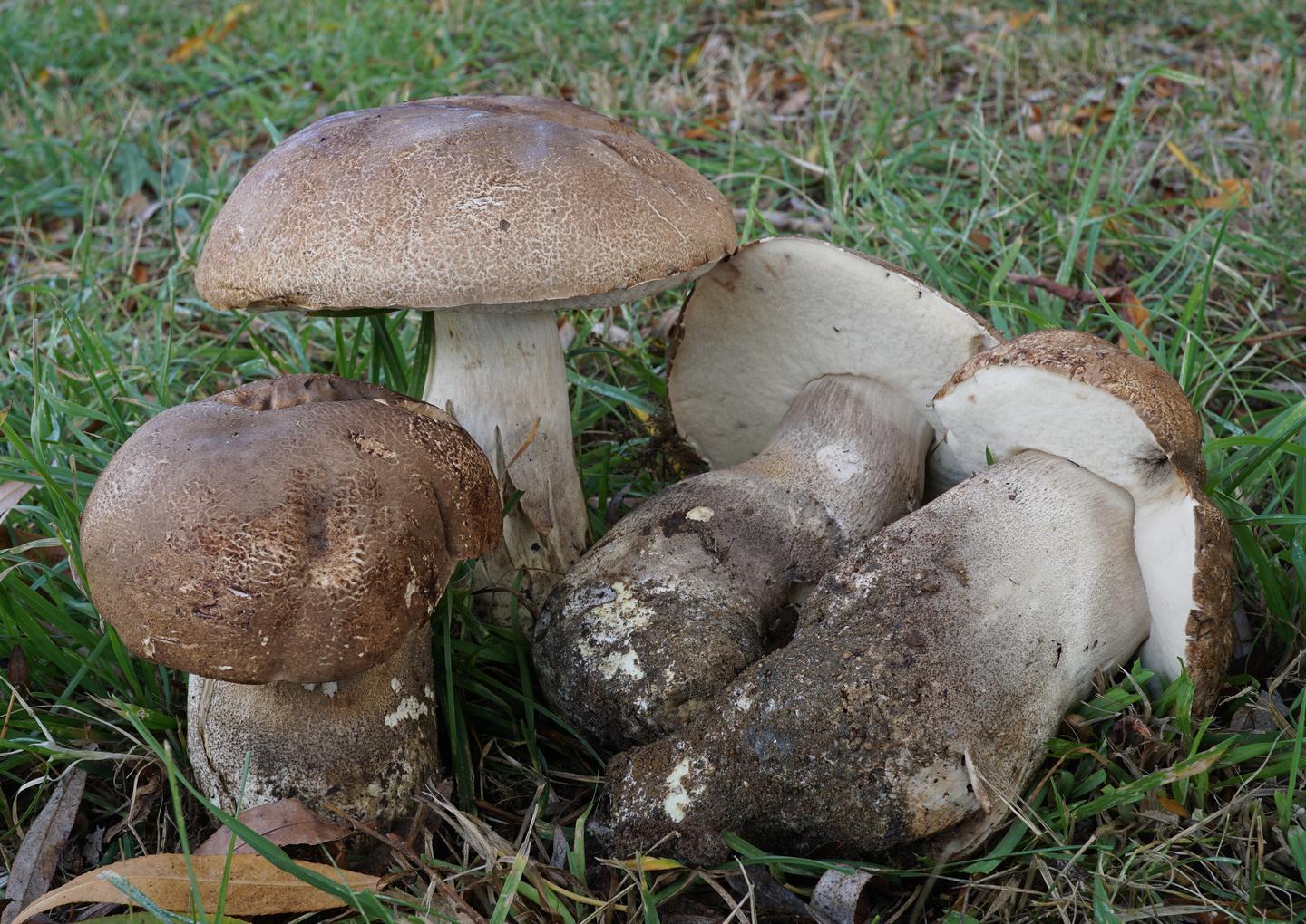 Funghi in esposizione allo Zonchello 