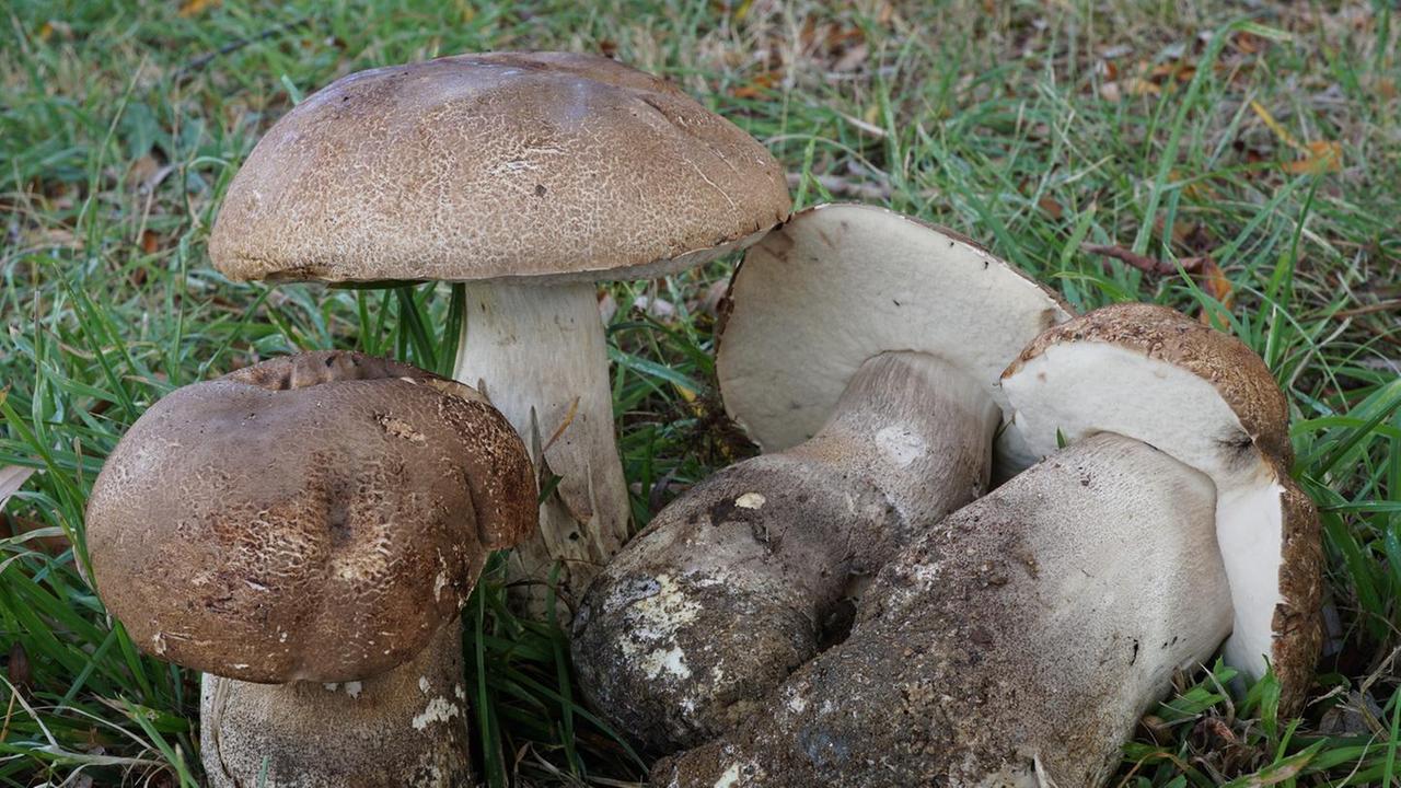 Funghi in esposizione allo Zonchello
