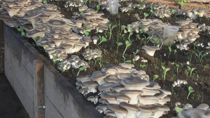 Gli agricoltori scoprono il business dei funghi 