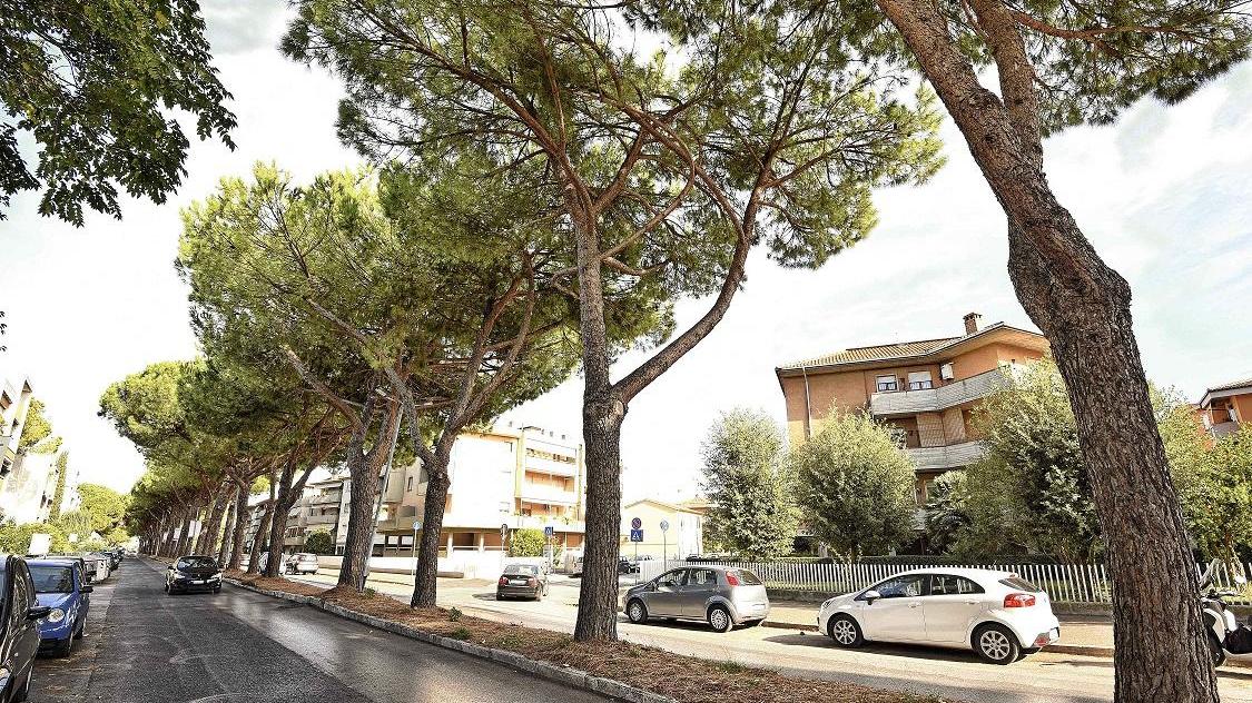 I pini di viale Mascagni (foto Agenzia Bf)