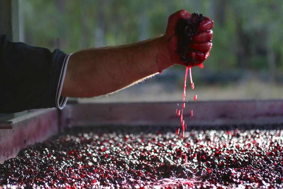 I miracoli della natura: da qui nasce il vino