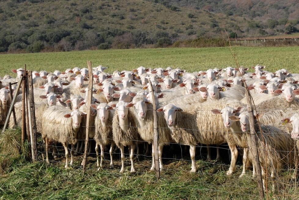 Il caso Granarolo «Pastori svantaggiati dal latte ovino sardo» 