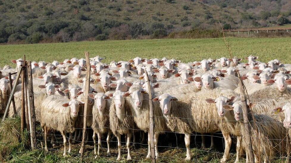 Il caso Granarolo «Pastori svantaggiati dal latte ovino sardo»