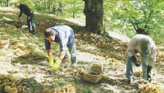 La raccolta delle castagne