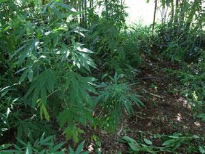 Coltiva marijuana, arrestato"Sono in crisi economica"