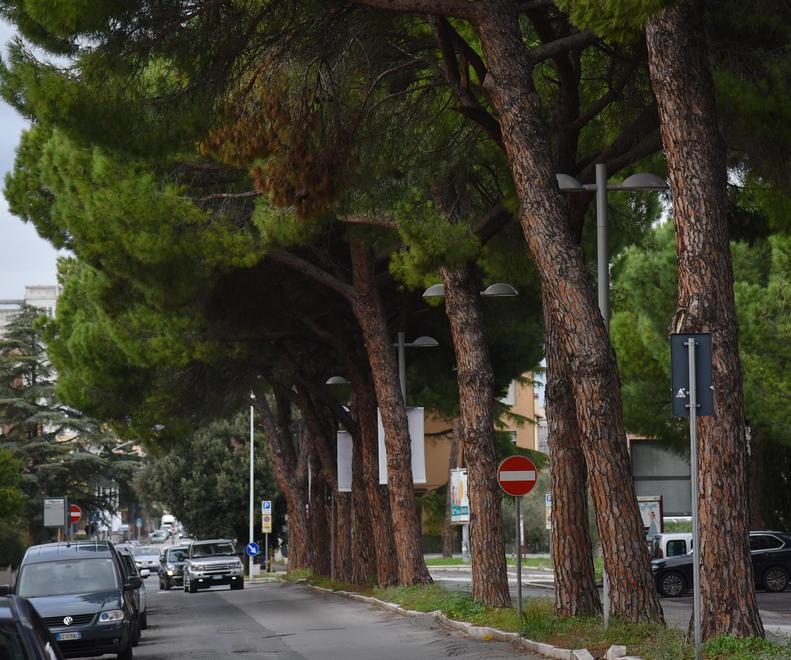 I pini di via Caravaggio (foto Agenzia Bf)