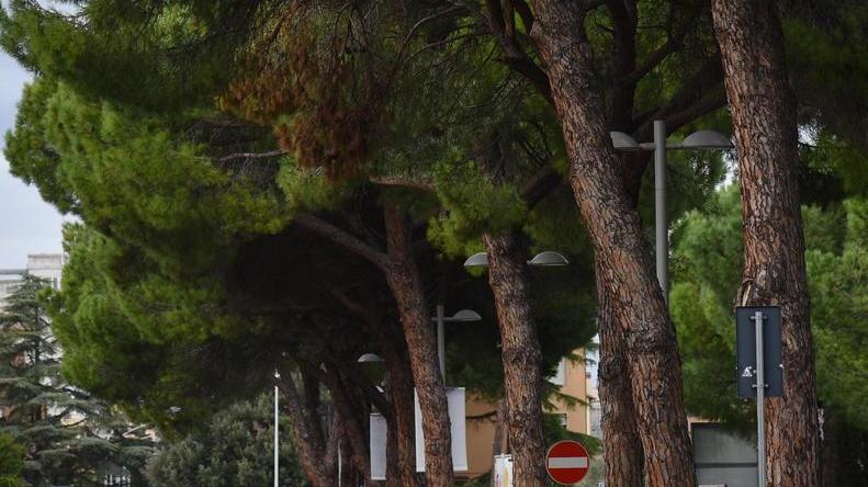 I pini di via Caravaggio (foto Agenzia Bf)