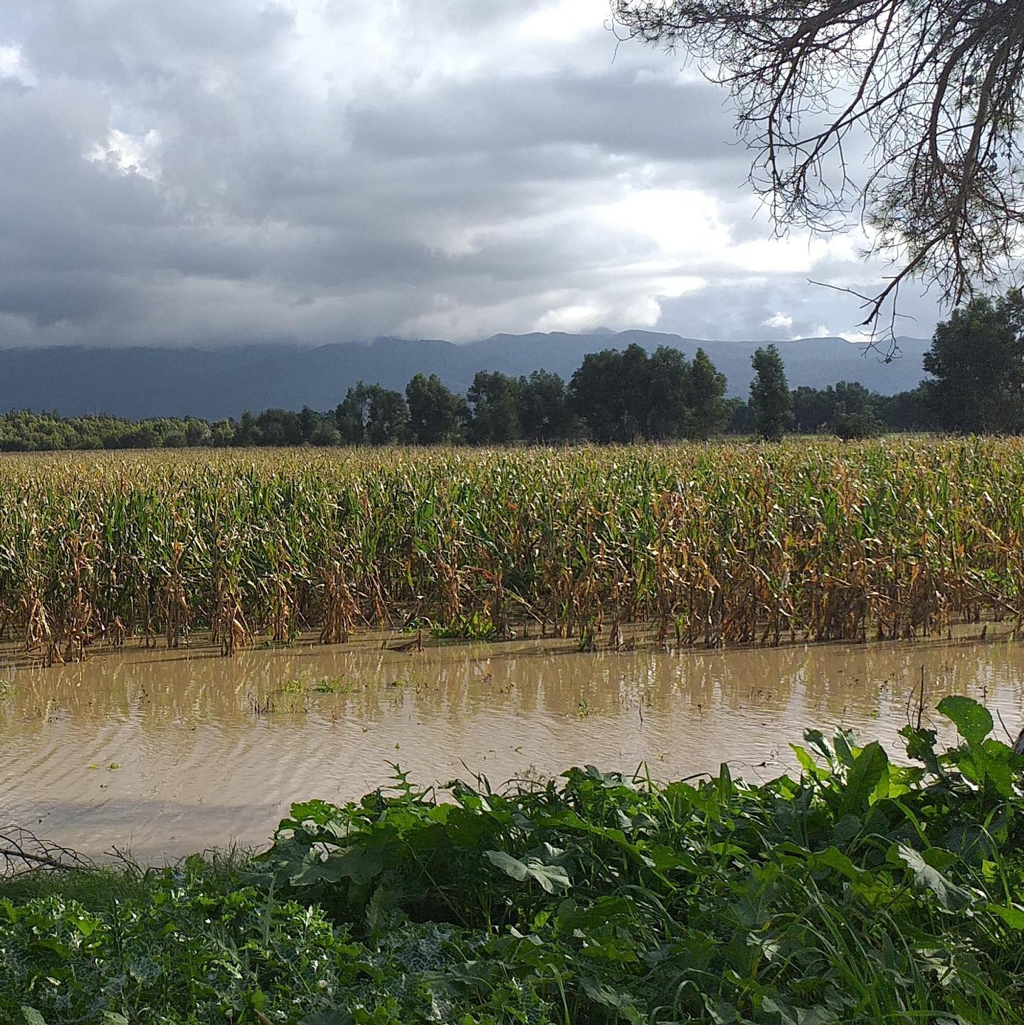 Il maltempo fa disastri Arborea chiede tre milioni 
