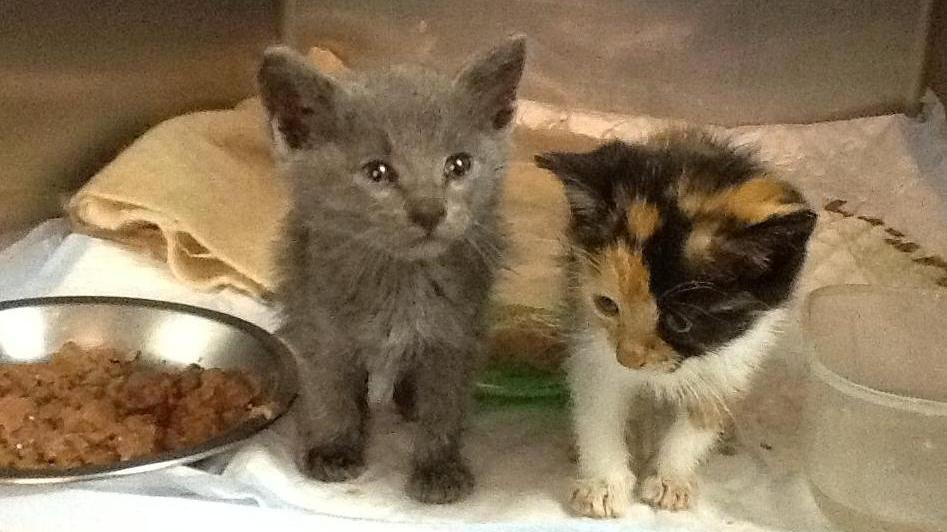 Denunciato a Budoni avvelenava i gatti con liquido antigelo