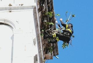 Un vigile del fuoco mentre si cala per rimuovere la pianta