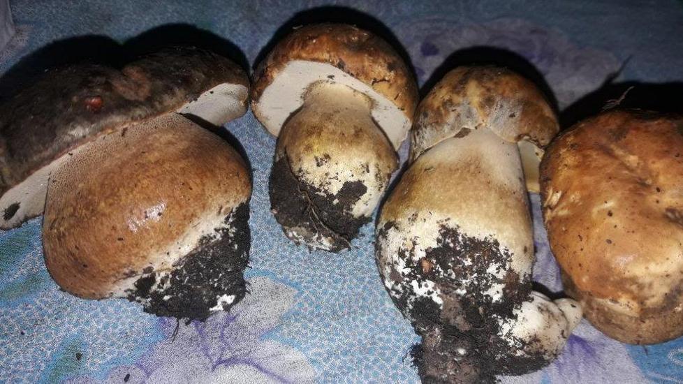 Sorpresa: escono i porcini Chi va a caccia porta il paniere 