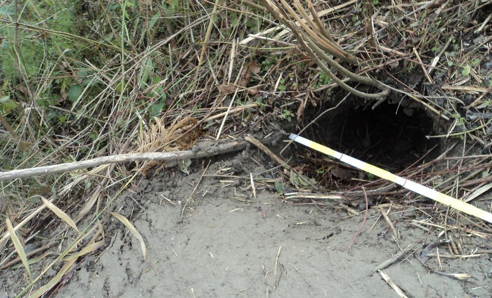 L’argine del Reno in balìa di volpi, tassi e nutrie «Ci serve aiuto» 