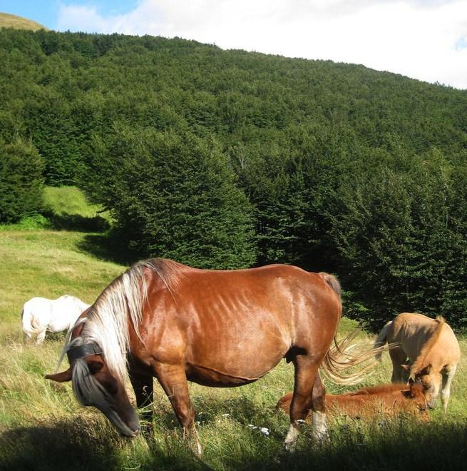 Il Cammino di Sant’Antonio A piedi o in bicicletta attraverso natura e bellezza