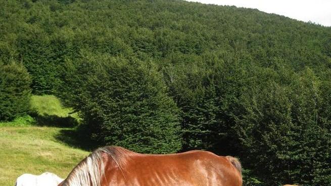 Il Cammino di Sant’Antonio A piedi o in bicicletta attraverso natura e bellezza