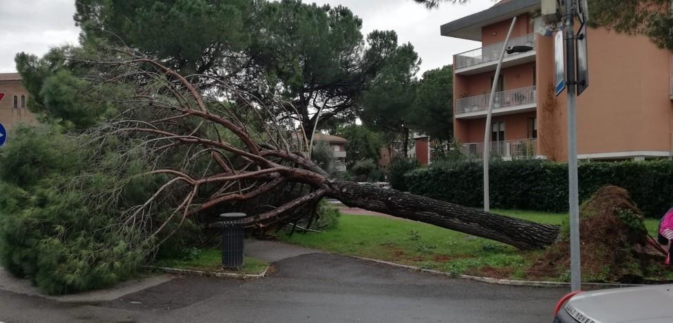 «Cadono gli alberi: di chi è la colpa?» Le domande del M5s 