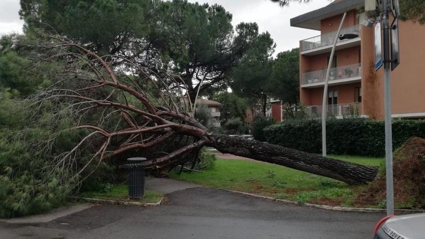 «Cadono gli alberi: di chi è la colpa?» Le domande del M5s
