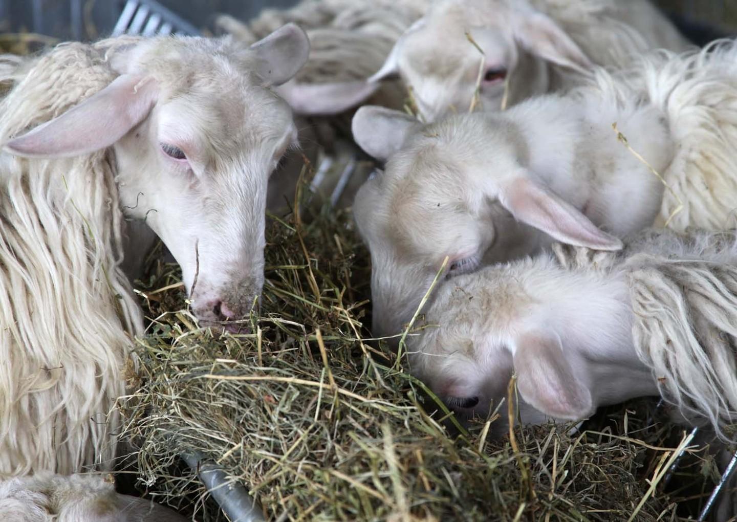 Una tre giorni su ovini e innovazione 