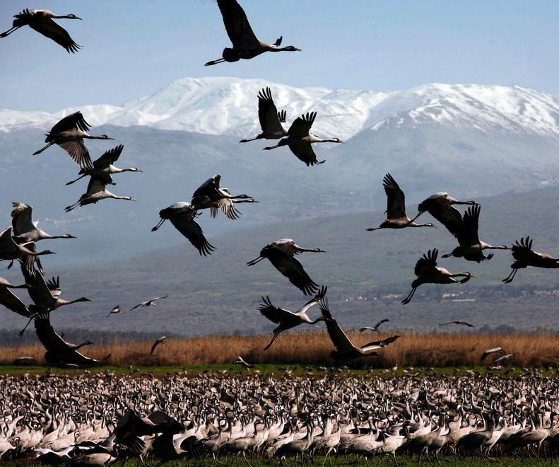 Le gru tornano a volare nel cielo del Delta «Hanno scelto le Valli» 