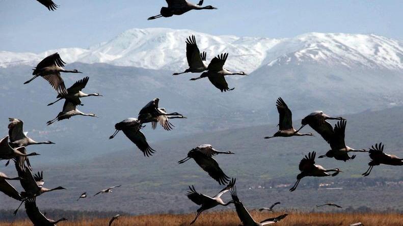 Le gru tornano a volare nel cielo del Delta «Hanno scelto le Valli»