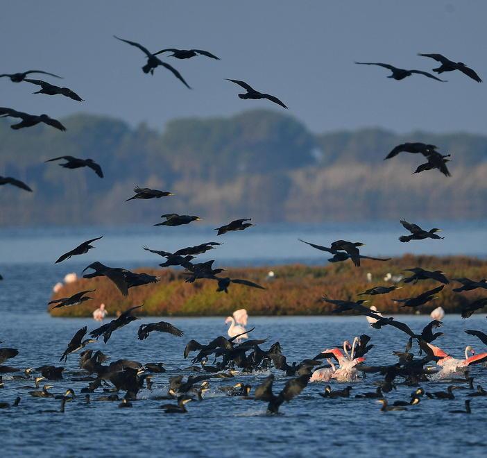 Laguna di Orbetello, la rinascita sotto l’egida della chiocciolina rossa 