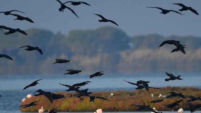 Laguna di Orbetello, la rinascita sotto l’egida della chiocciolina rossa