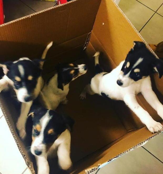 Cuccioli in una scatola abbandonata vicino a un cassonetto 