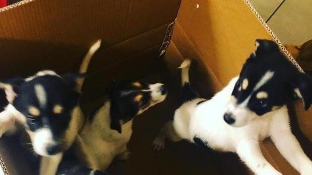 Cuccioli in una scatola abbandonata vicino a un cassonetto