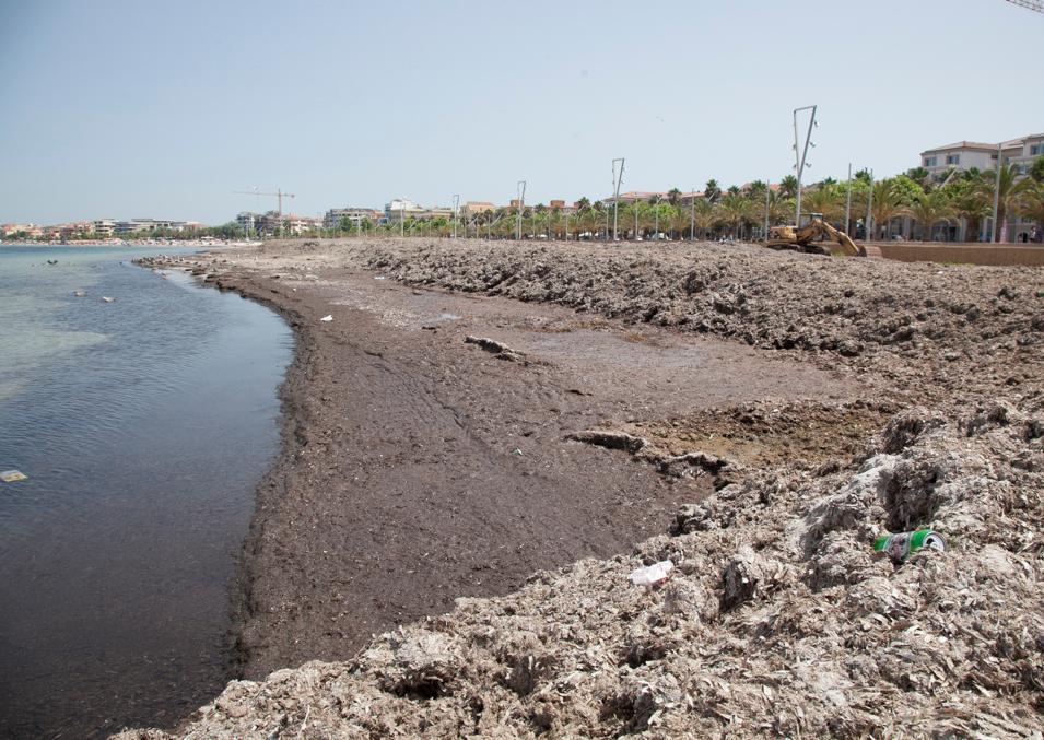 Alghero, imprenditore balneare blocca la rimozione della posidonia 