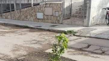Sassari, dalle buche affiora una pianta