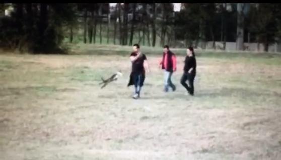Cane preso a calci al parco, parla l’autore del video 
