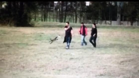 Cane preso a calci al parco, parla l’autore del video