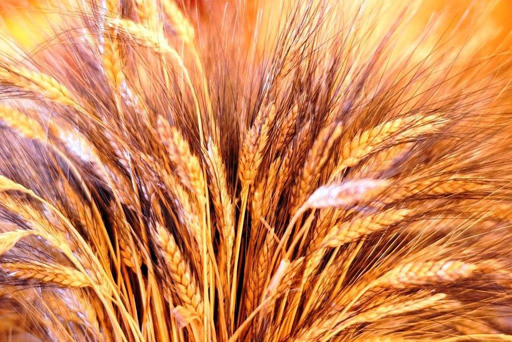 Polo agroalimentare, la Provincia cerca un gestore 