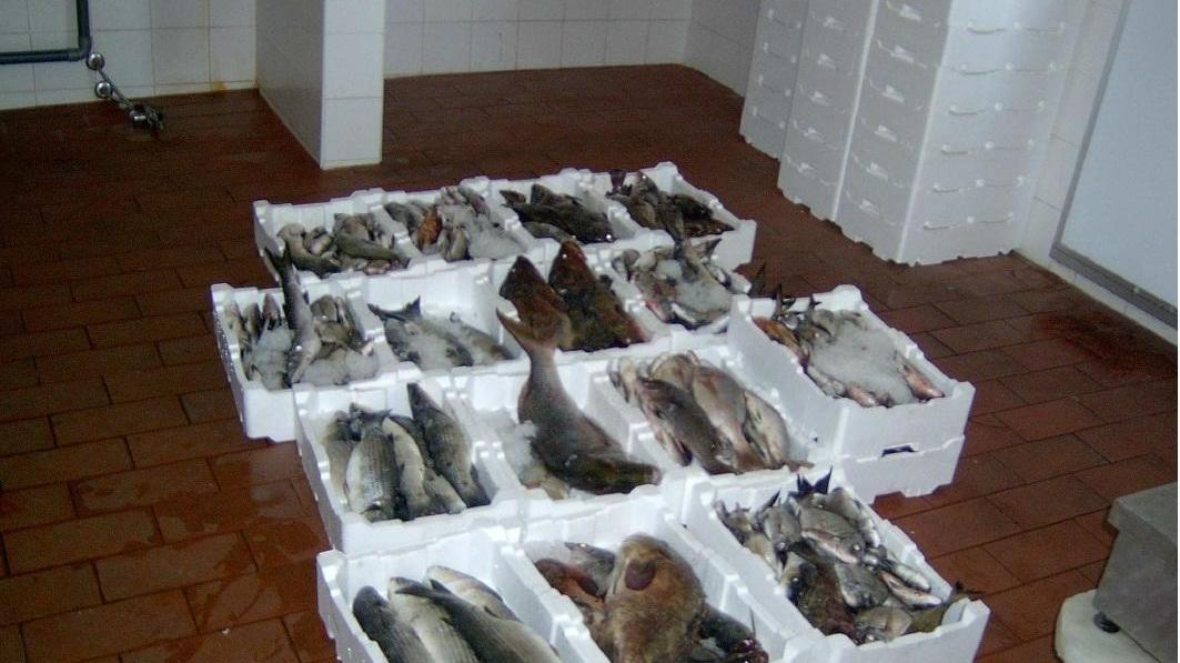 Guardia costiera, sequestro di 26mila chili di prodotti ittici