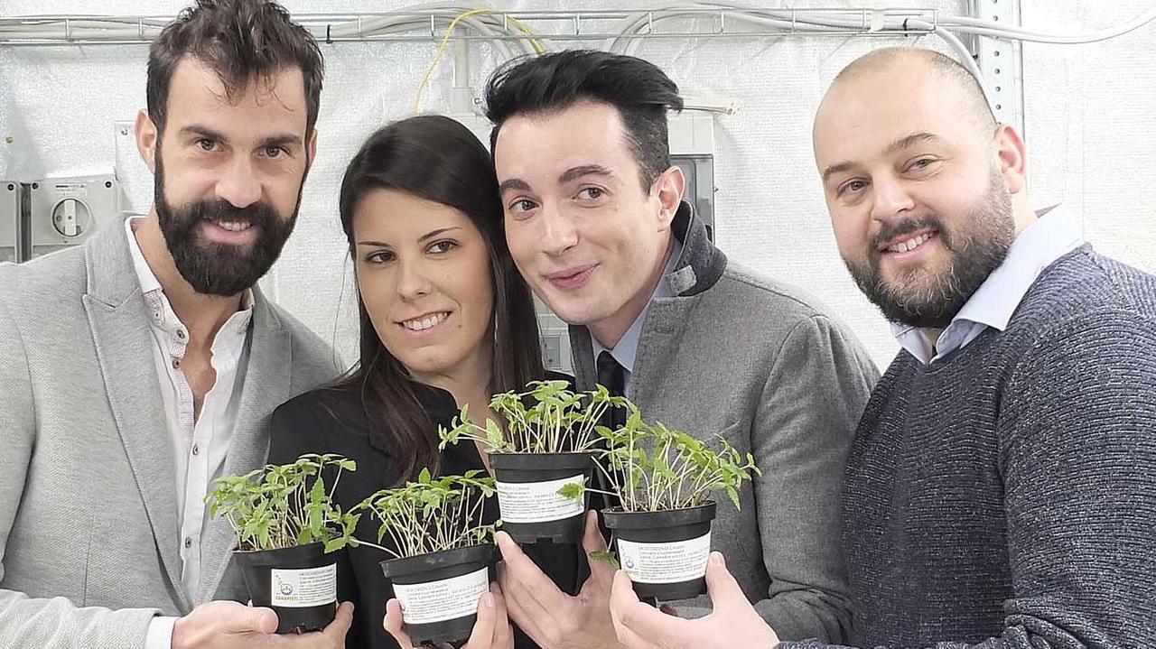 Ecco la canapa che fa bene consigliata nelle diete