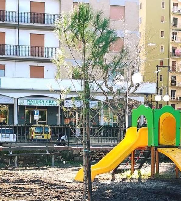 Pineta, piantato il primo albero «Ma non sarà più la stessa» 