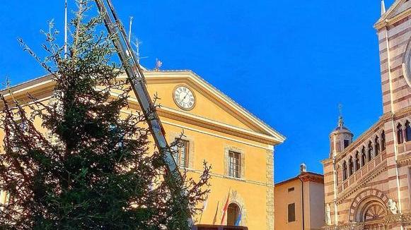 Sei abeti nelle piazze